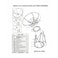 STARGOLD Satellite Dish Antenna KU-band Gain 240CM