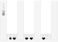 HUAWEI  (WS7100) AX3 AX3000 Dual Band Wi-Fi Router, Dual-core Wi-Fi 6 Plus Revolution, Speed up to 3000 Mbps, Supports Access Point Mode, Parental Control, Guest Wi-Fi