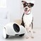 GuliGuli Hiibo Pet Smart Companion Robot
