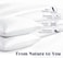 MAXQON Set of 2-Feather Bed Pillow Luxurious Comfort with Goose Feather and 100% Cotton Fabric, (White, Size 50x70 CM)