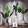 Fake Plant Tree Artificial Plant Faux Tree Banana Leaf Birds of Paradise Indoor Home Office Decoration(160cm)