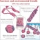 Combo pack of 5 rope toys, Durable and 100% cotton, Ideal for small to medium dogs, 32 cm Interactive chew toy for Dental health, Play, Aggression, and Tug of War, Loop handle with rope ball (Pink)