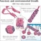 Dog toy combo set, 5 design rope with 1 Pack, Loop handle rope with ball, 100% cotton rope for Cleaning teeth, Oral health and Aggressive chewer, Tug of War for Medium to Large dogs, 45 cm (Pink)