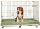Foldable metal dog cage for Indoor Cats &amp; Dogs, Heavy-duty pet playpen with Open-top design, Lockable door, Removable tray, and Universal wheels, Easy to assemble, 100 cm (Green)