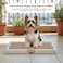 Puppy potty training toilet tray for Indoor/Outdoor use, Mess-free leak-proof pad holder with Removable plastic grid and Anti-slip base, Ideal for Small to Medium dogs, Easy to clean, 66 cm (Beige)
