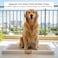 Large dog toilet tray with Removable plastic grid and Non-slip base, Leak-resistant dog potty pad holder for Medium to Large dogs, Ideal for Indoor/Outdoor use, Easy to clean, 76 cm (Beige)