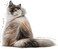 Royal Canin Hair &amp; Skin in Jelly Adult Wet Cat Food BOX - 12X85G