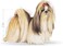 Royal Canin Shih Tzu Adult Dry Dog Food - 1.5KG