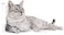Royal Canin Fhn Feline Health Nutrition Indoor Appetite Control 2Kg Cat Dry Food