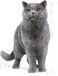 Royal Canin British Shorthair Cat Dry Mix 10 kg