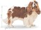 Royal Canin Bhn Cavalier King Charles Adult 1.5 Kg Breed Health Nutrition Dog Food