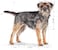 Royal Canin CCN Mini Sterilized Adult 3 kg Canine Care Nutrition Dog Food