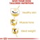 Royal Canin Pug Adult Dry Dog Food - 7.5KG
