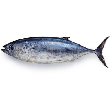 فراش سمك التونة الطازج الصغير