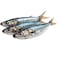 Fresh Big Mackerel