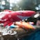 Prime Time Prime Time Toys Sharkpedo Underwater Glider 4-Pack &ndash; Shark-Shaped Torpedo Dive Toys for Pool &amp; Water Play, Kids Dive &amp; Swim Game Torpedoes (4 Pieces)
