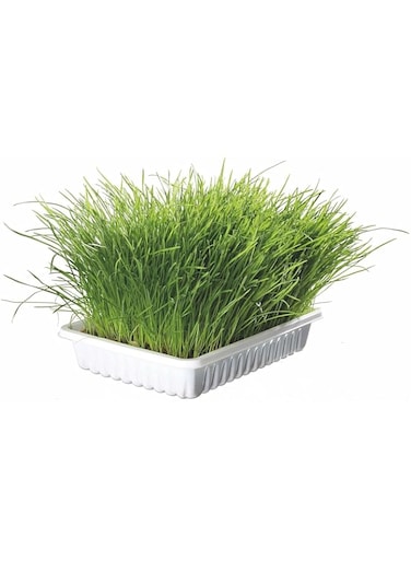 Trixie Cat Grass in Tray for Cats 100g