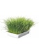 Trixie Cat Grass in Tray for Cats 100g