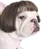 KASTWAVE Dog Wig Pet Costumes, Cat Costume Synthetic Accessories Small Dog Headwear for Halloween, Festival Party Decor, Head Wear Apparel Toy