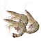 Fresh Shrimps 20/30