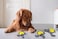 Plush turtle chew toy for All-sized breeds, Durable interactive pet toys with Polyester materials, Squeaky dog chew sound toy for Mental stimulation, Suitable for Indoor &amp; Outdoor play (Grey)