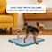 Dog toilet for small to medium dogs, Detachable plastic dog potty trainer with Pee guide post, Grid design, and Portable design, Ideal for Indoor/Outdoor use, 51 cm (Green)