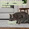Stainless steel cat bowl with Durable PP Material, Portable design, and Non-slip base, Spill-proof pet feeding &amp; watering station for Cats &amp; Small dogs, Promotes healthy Eating, 19 cm (GREEN)