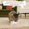 Cat bowl with Durable plastic material, Bowknot decoration, and Non-slip rubber base, Spill-proof pet feeding bowl for Cats &amp; Small dogs, Ideal for Indoor/Outdoor use, 18.5 cm (PINK)