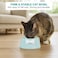Cat bowl with Durable plastic material, Bowknot decoration, and Non-slip rubber base, Spill-proof pet feeding bowl for Cats &amp; Small dogs, Ideal for Indoor/Outdoor use, 18.5 cm (GREEN)