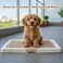 Puppy potty training toilet tray for Indoor/Outdoor use, Mess-free leak-proof pad holder with Removable plastic grid and Anti-slip base, Ideal for Puppies &amp; Small dogs, Easy to clean, 55 cm (BEIGE)