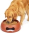 Pet feeding bowl for Medium to Large dogs, Durable plastic with non-slip, anti-skid, Spill-proof, Stable base, 30 cm Dog food dish for Dry, Wet Food &amp; Water, Lightweight, Easy to clean (Chocolate)