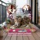 Cat Scratcher with Corrugated Cardboard, Durable Scratch Pad for Indoor Cats, Reversible and Furniture Protection, 44 cm Sofa Bed with Catnip, Comfortable and Resting Bed, Claw Care &amp; Portable (Pink)