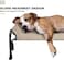 Veehoo Cooling Elevated Dog Bed, Outdoor Raised Dog Cots Bed for Large Dogs, Chew Proof Standing Pet Bed with Washable Breathable Mesh, No-Slip Feet for Indoor Outdoor, Large, Beige Coffee