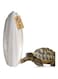 Western Era Natural High Calcium Source Cuttlebone Fish for Turtle (100grm)