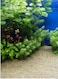 2-4 mm Multiuse Super Naturals Golden Sand Aquarium Substrate For Fish Tank-3kg