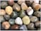 Polished Indian Stone 2 kg (1-2cm) Aquarium Pebbles Natural Gravel Fish Tank Stones