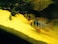 Vibrant Yellow Sand &ndash; 80-120 &micro;m Granules 20 kg
