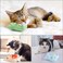 5 Pack Catnip Toys, Catnip Toy Pillow, Interactive Catnip Filled Kitten Toy, Plush Cat Chew Toys, Realistic Cute, Soft and Durable, Suitable for Cat Chew Toy, Animal Shapes