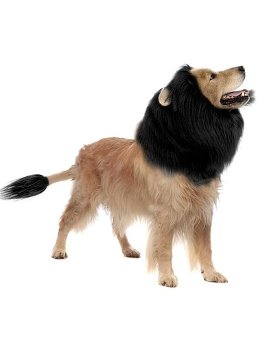 CQJ Lion Mane Dog Costume - Black, Size L + Tail Set - Halloween