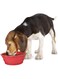 Camon Folding Silicon Travel Bowl,Small,350Ml, Silicon Travel Bowl for Pet, Folding Bowl, Food Grade Silicone, Large Capacity, Easy to Wash, Pet Bowl Outdoor Camping and Hiking, Suitable for all pets