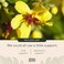 Gaia Herbs Mighty Lungs - Lung Support Supplement to Help Maintain Overall Lung &amp; Respiratory Health* - With Mullein, Plantain, Schisandra &amp; Elecampane - 60 Vegan Liquid Phyto-Capsules (30-Day Supply)