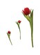 Roommates Tulips Wall Decal, Multi-Colour, Rmk1308Gm
