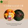 Bliss of Earth Cedarwood Essential Oil, Woody Aroma - 10ml, Diffuser Aromatherapy, Hair &amp; Skin Oil