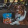 Cadet 4 oz. Beef Hide Shish Kabobs (Rawhide Twist Sticks wrapped in Chicken, Duck &amp; Sweet Potato) Dog Treats &amp; Chews