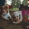 Cadet Pork Hide Shish Kabobs 18pk Dog Treats &amp; Chews