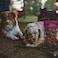 Cadet XL Pork Hide Shish Kabobs 4pk Dog Treats &amp; Chews