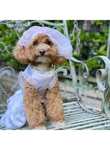 Dog Wedding Dress with Head Pieces, Luxury Lace Dog Bride Costume Soft Comfortable Dog Wedding Party Dress Bride Pet Apparel for Small Medium Large Dogs (White, M)