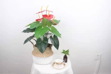 Fitto Stylish Artificial Plant in Ornamental Pot 76x39x21cm for Home & Office Decor
