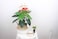 Fitto Stylish Artificial Plant in Ornamental Pot 76x39x21cm for Home & Office Decor