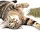 Petlinks Pure Bliss Organic Catnip, Resealable Pouch - 0.5 Ounce